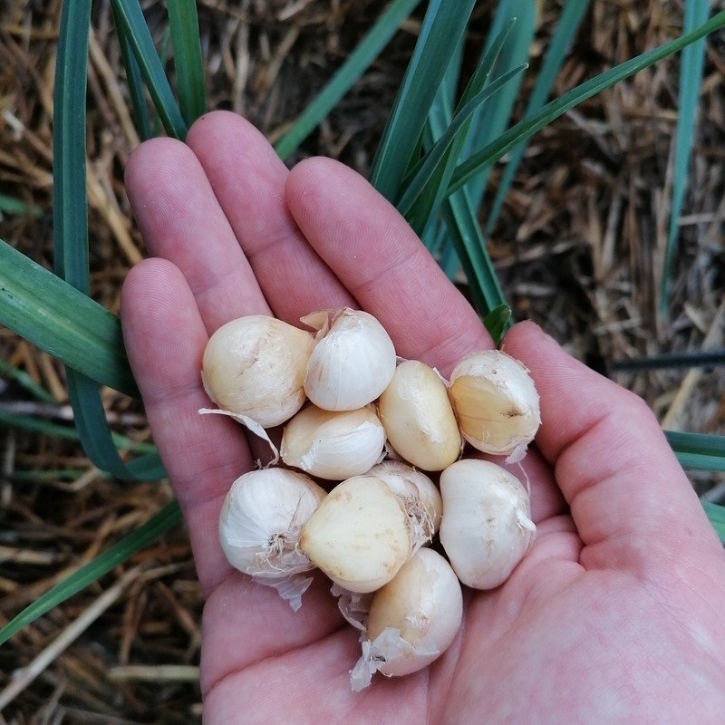 Coffret de graines Potager Lorrain (10 Variétés locales lorraines) -  Alsagarden