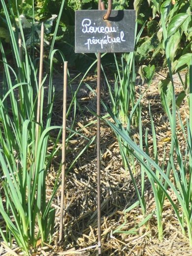 Poireau perpetuel (Allium ampeloprasum) Bulbes