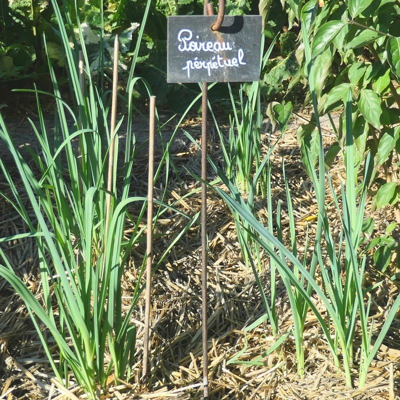 Poireau perpetuel (Allium ampeloprasum) Bulbes