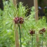 Ail des vignes (Allium vineale) Bulbilles