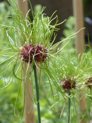 Ail des vignes (Allium vineale) Bulbilles