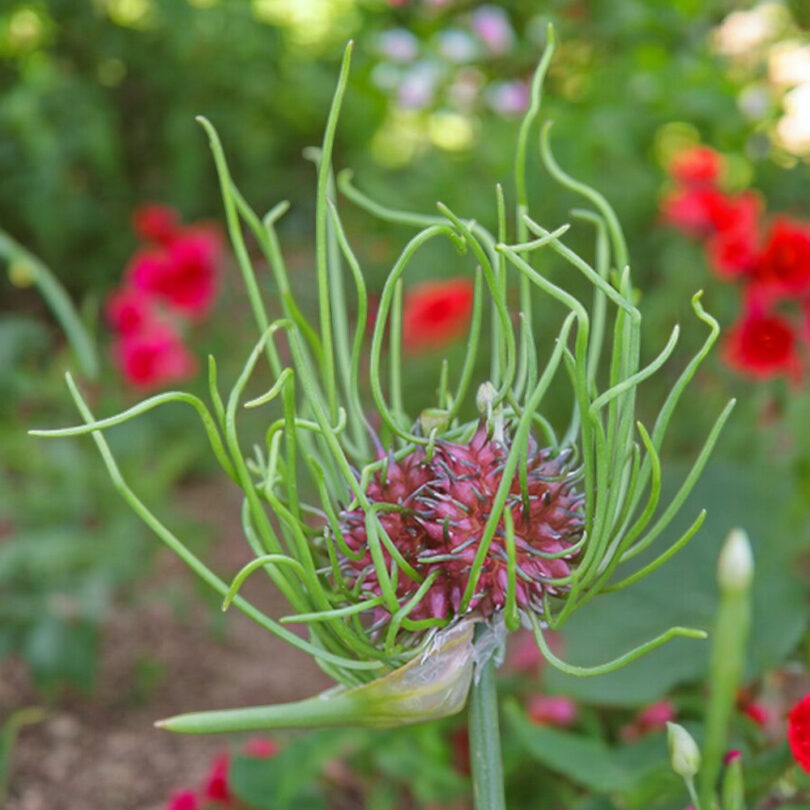 Ail des vignes (Allium vineale) Bulbilles – Image 2