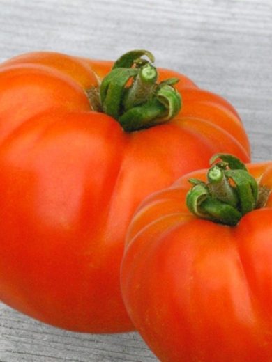 Tomate 'Reine de Sainte Marthe' Graines