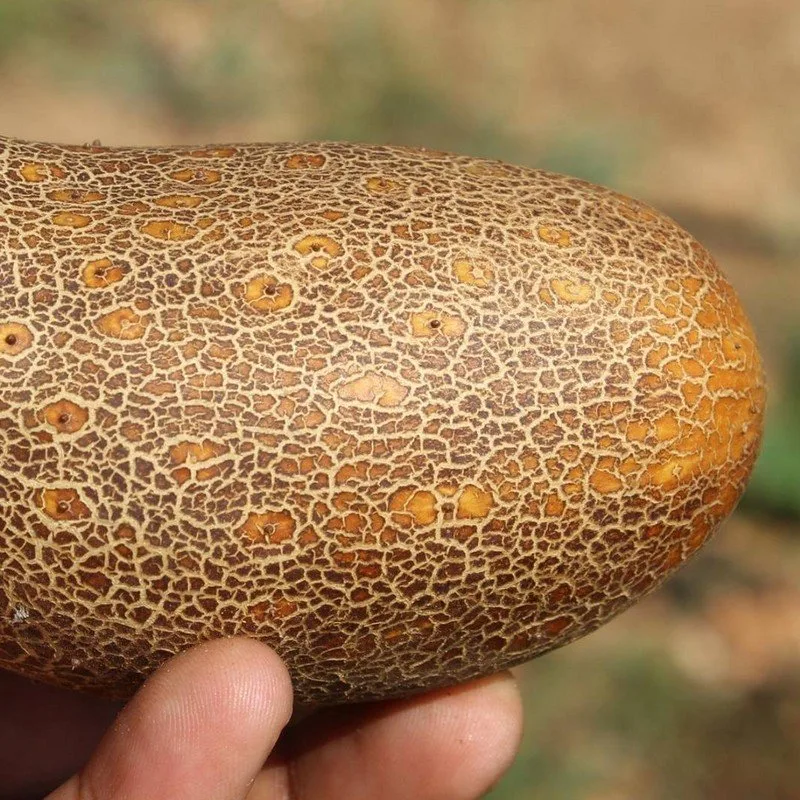 Concombre 'Poona Kheera' Graines
