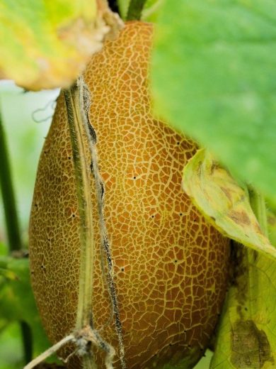 Concombre 'Poona Kheera' Graines