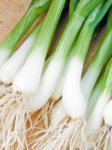 Oignon-Poireau 'Ishikura long white' Graines