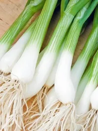 Oignon-Poireau 'Ishikura long white' Graines