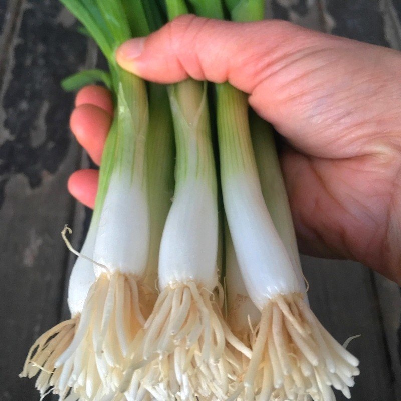 Oignon-Poireau 'Ishikura long white' Graines