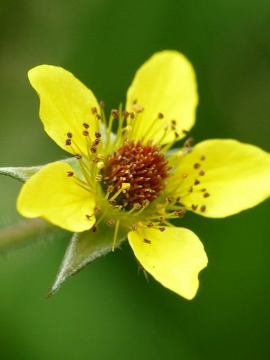 Benoîte sauvage (Geum urbanum) Graines