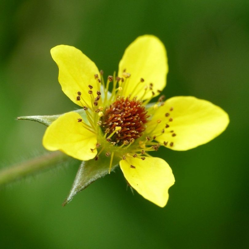 Benoîte sauvage (Geum urbanum) Graines