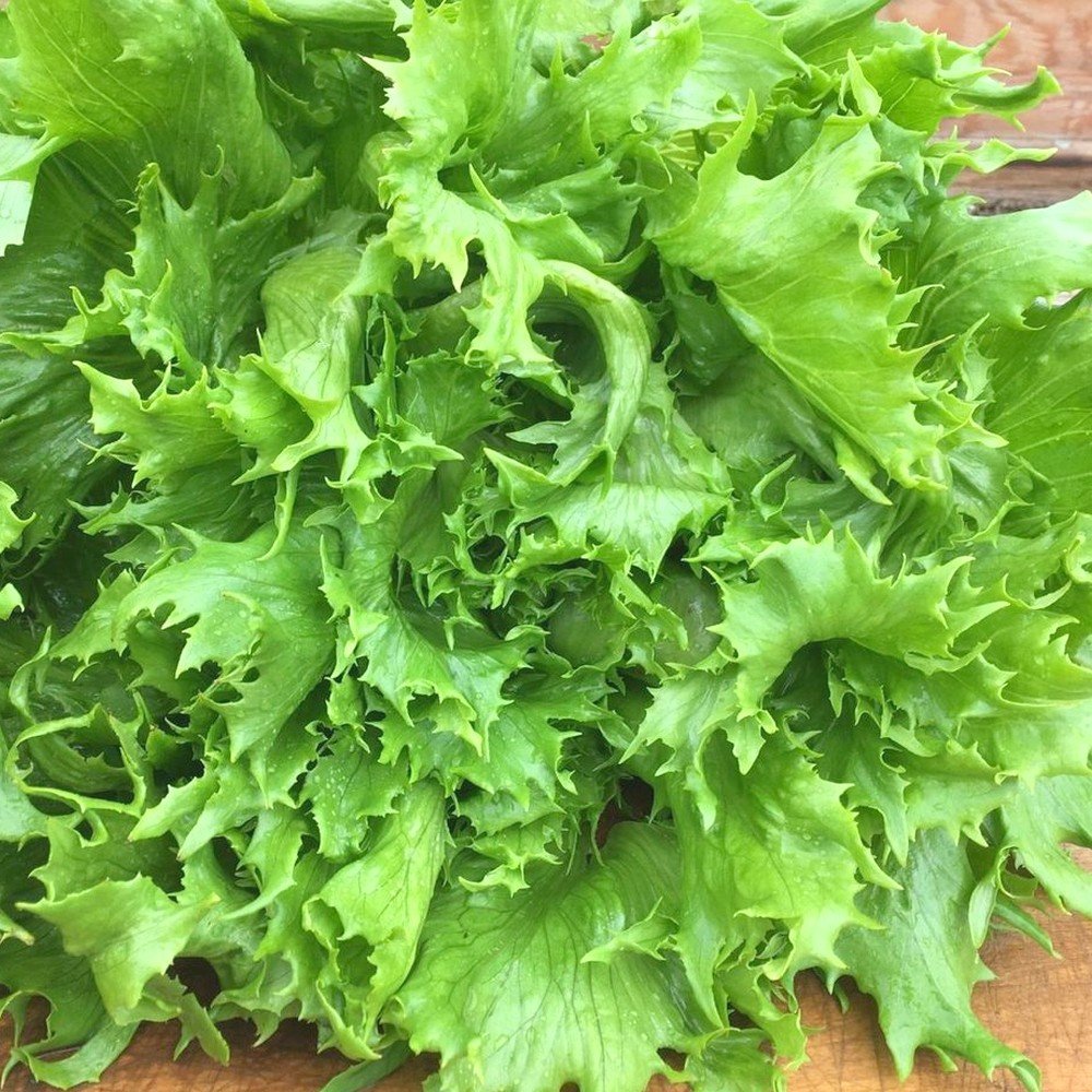 Laitue Batavia Reine Des Glaces Graines Alsagarden