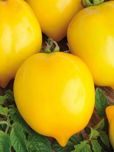 Tomate jaune 'Citrina' Graines