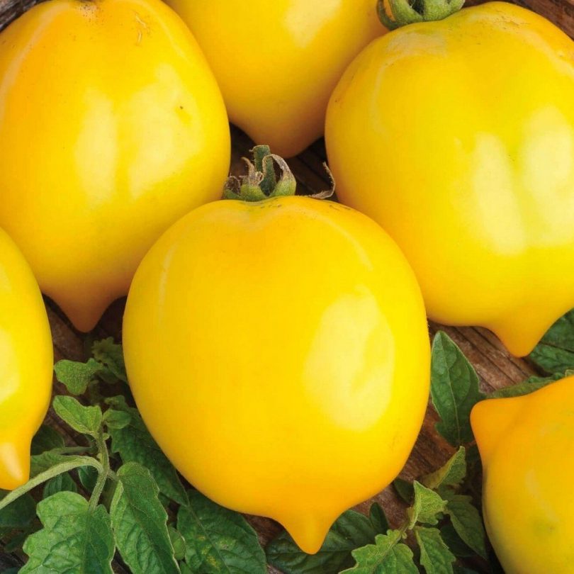 Tomate jaune 'Citrina' Graines