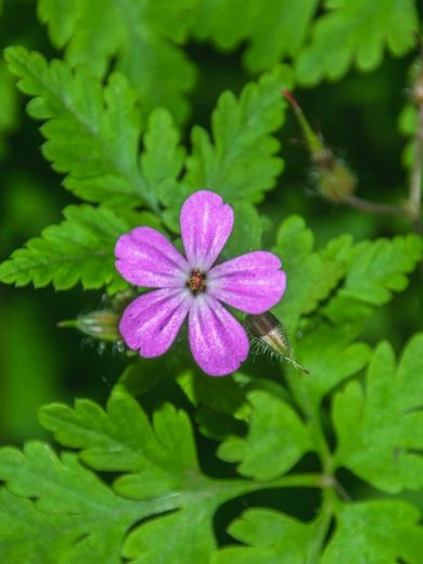 Geranium Herbe à Robert (Geranium robertianum) Graines