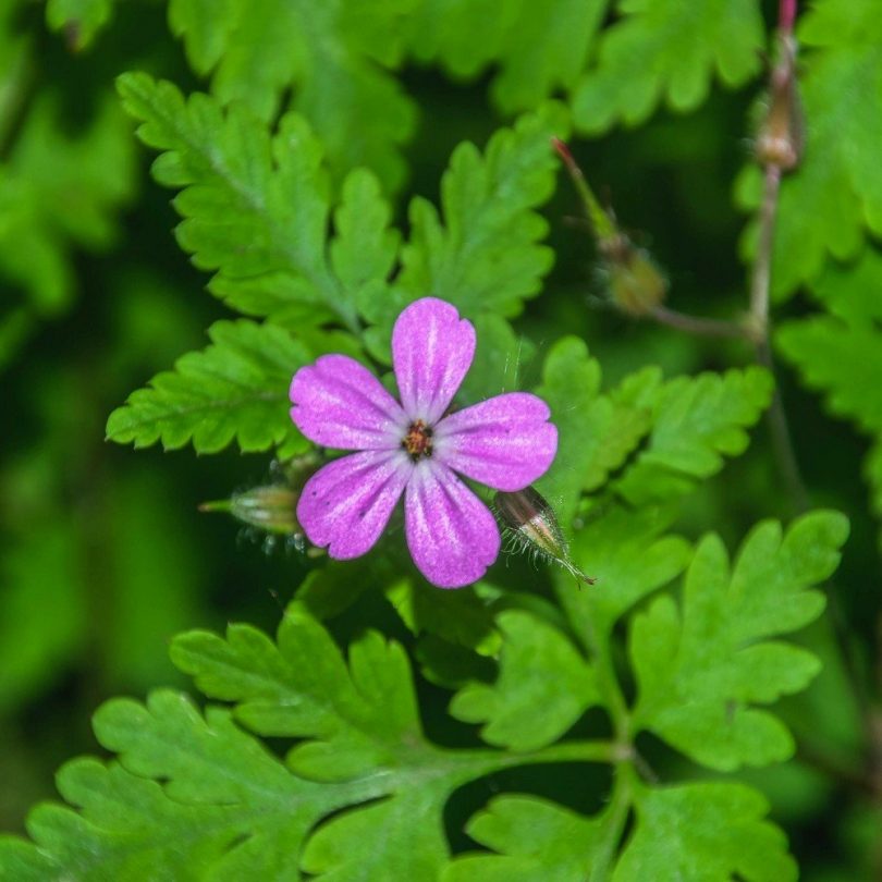 Geranium Herbe à Robert (Geranium robertianum) Graines