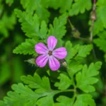 Geranium Herbe à Robert (Geranium robertianum) Graines
