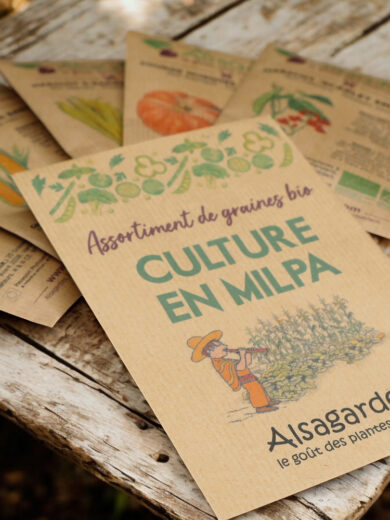 Assortiment Culture en Milpa (5 Variétés de graines BIO) – Image 2