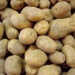Pommes de terre 'Monalisa' 25 Plants BIO