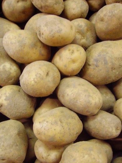Pommes de terre 'Monalisa' 25 Plants BIO