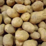 Pommes de terre 'Monalisa' 25 Plants BIO