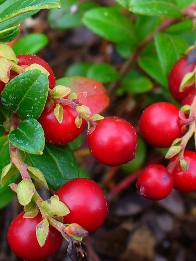 Airelle Rouge (Vaccinium vitis-idaea) Graines