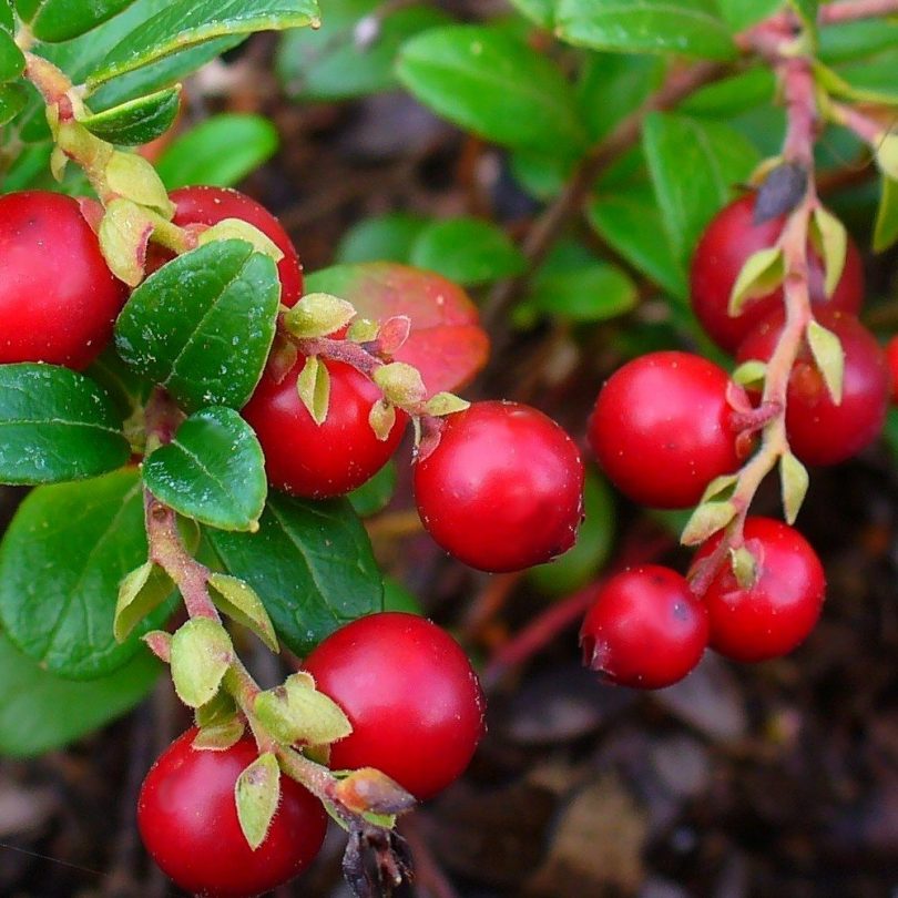 Airelle Rouge (Vaccinium vitis-idaea) Graines