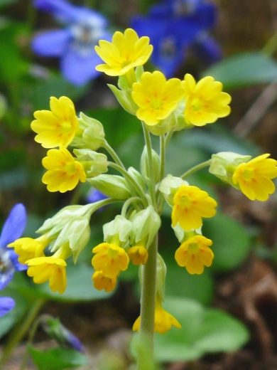 Primevère officinale (Primula veris) Graines