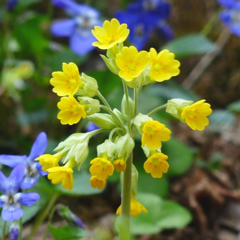 Primevère officinale (Primula veris) Graines