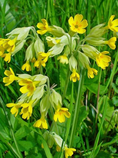 Primevère officinale (Primula veris) Graines