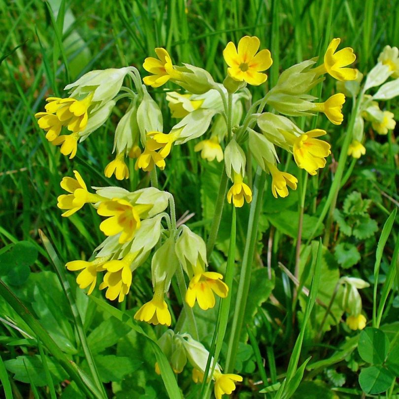 Primevère officinale (Primula veris) Graines