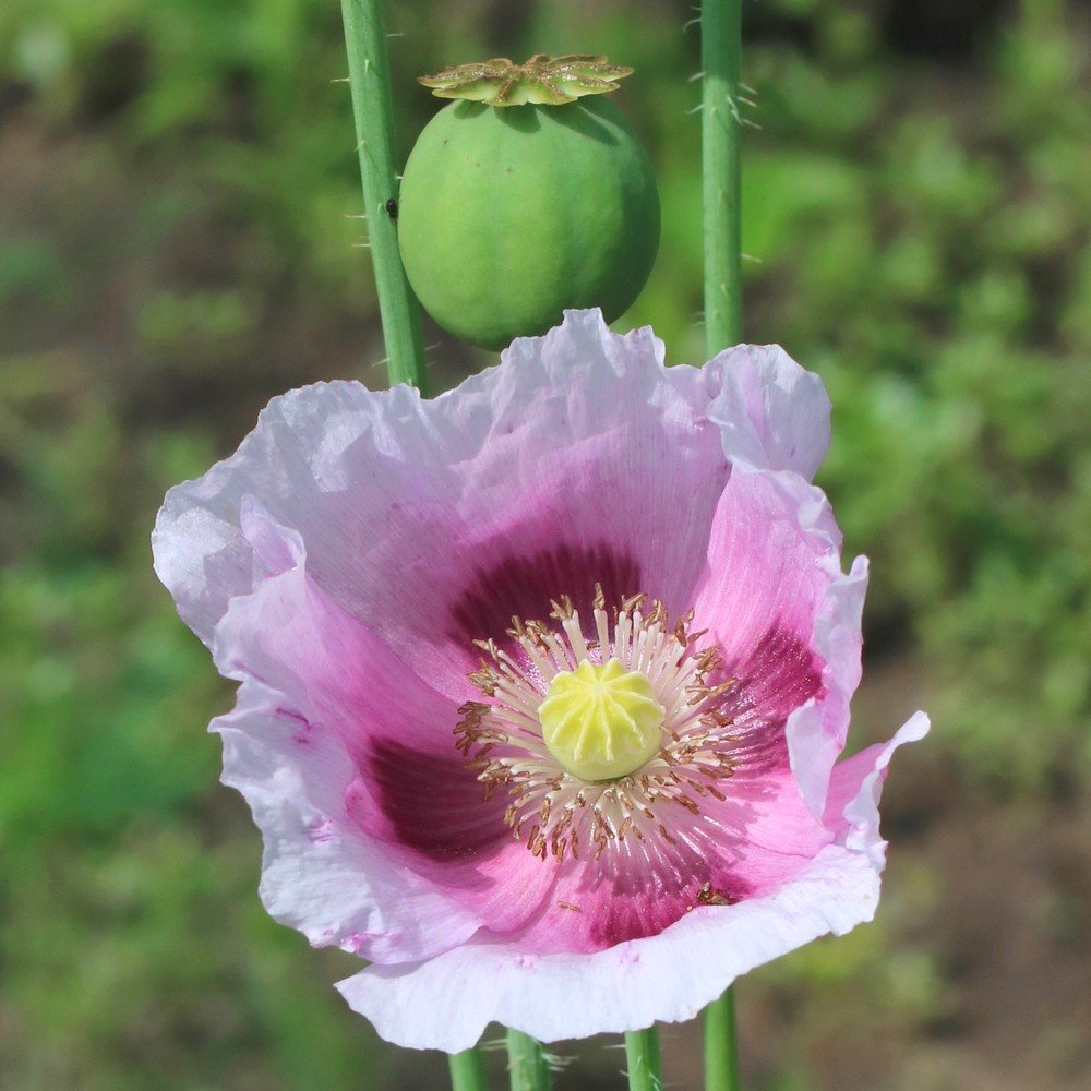 Pavot 'Planète Rouge du Jura' (Papaver somniferum) Graines