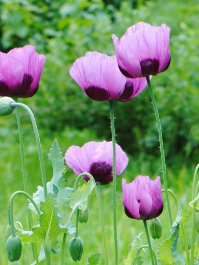 Pavot 'Planète Rouge du Jura' (Papaver somniferum) Graines