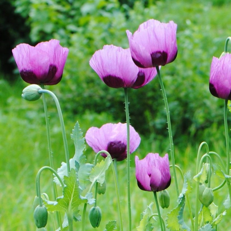 Pavot 'Planète Rouge du Jura' (Papaver somniferum) Graines