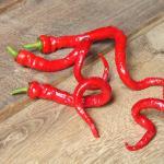 Piment 'Milder Spiral' (Capsicum annuum) Graines