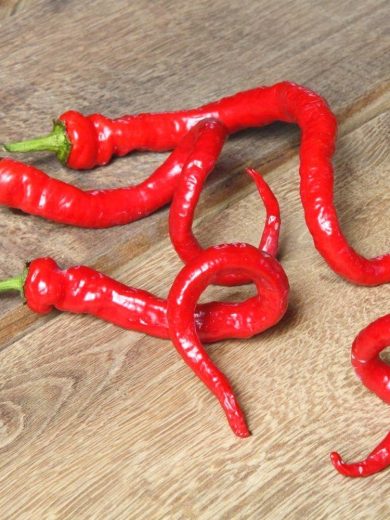 Piment 'Milder Spiral' (Capsicum annuum) Graines