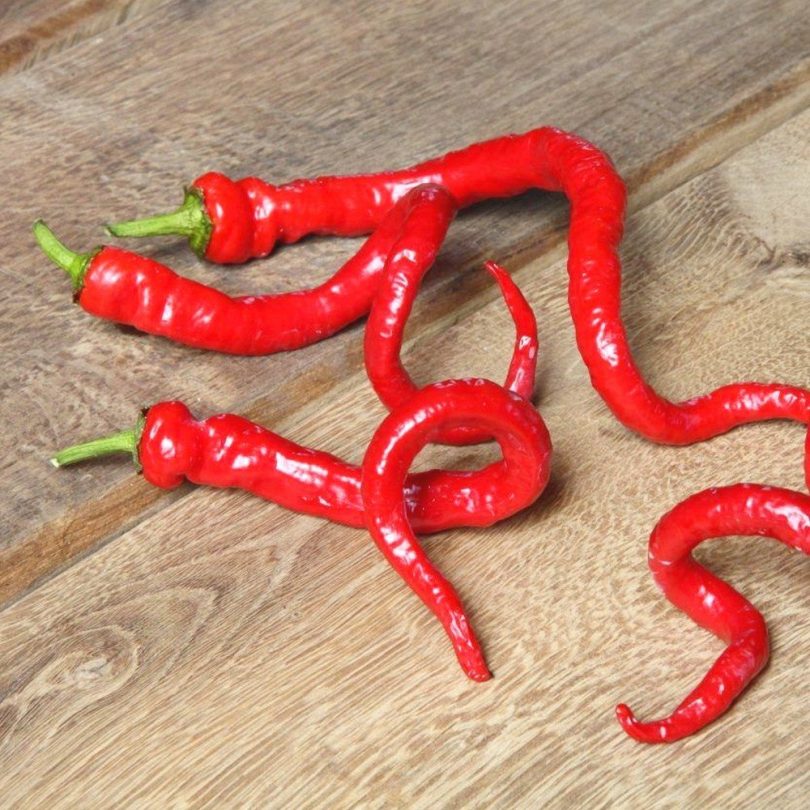 Piment 'Milder Spiral' (Capsicum annuum) Graines