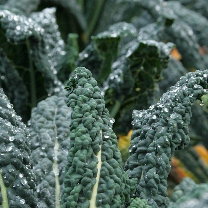 Chou Kale Palmier 'Noir de Toscane' (Chou 'Lacinato') Graines