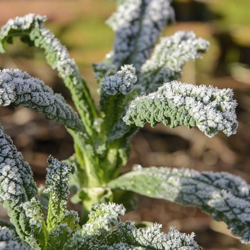 Chou Kale Palmier 'Noir de Toscane' (Chou 'Lacinato') Graines