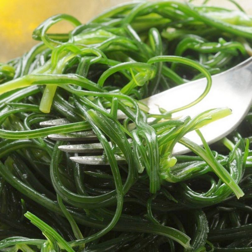 Agretti (Salsola soda) Graines