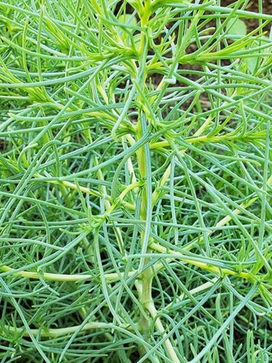 Agretti (Salsola soda) Graines