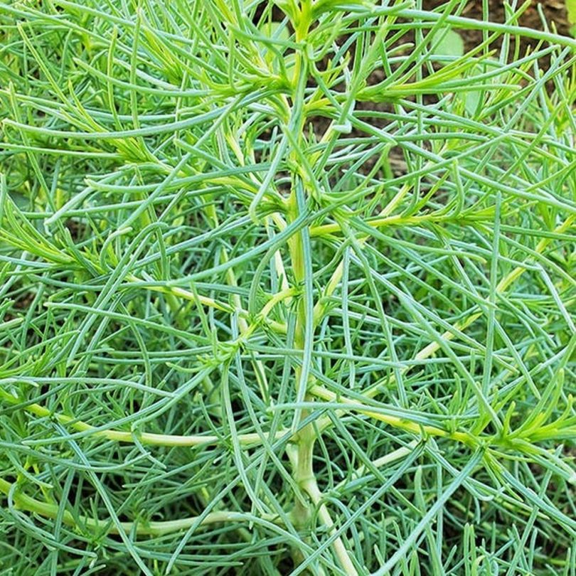 Agretti (Salsola soda) Graines