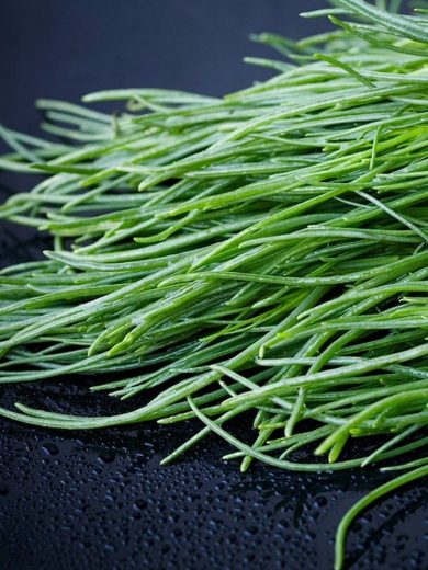 Agretti (Salsola soda) Graines