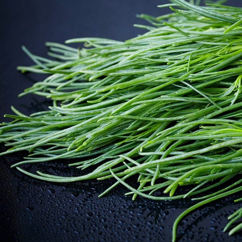 Agretti (Salsola soda) Graines