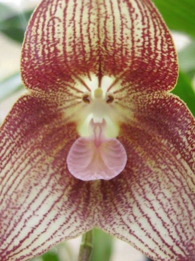 Dracula transilvania (Orchidée rare, Tête de singe) 1 Plante