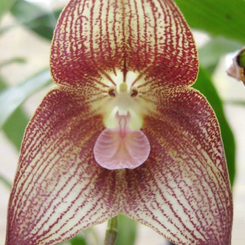 Dracula transilvania (Orchidée rare, Tête de singe) 1 Plante