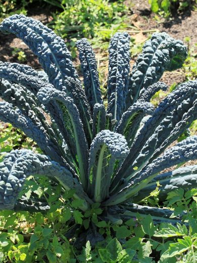 Chou Kale Palmier 'Noir de Toscane' (Chou 'Lacinato') Graines
