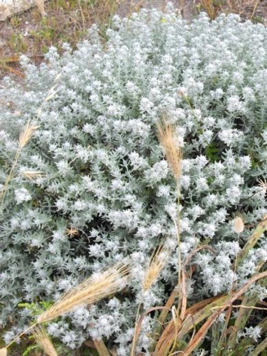 Plante Saucisson (Teucrium polium) Plant