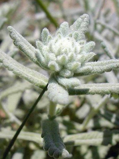 Plante Saucisson (Teucrium polium) Plant