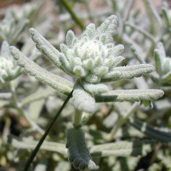 Plante Saucisson (Teucrium polium) Plant
