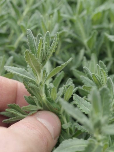 Plante Saucisson (Teucrium polium) Plant